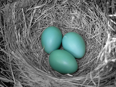 Julia Salinger Nest